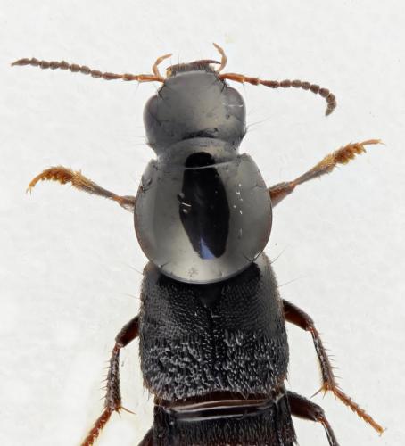 Réf. 314 900 : Quedius lateralis